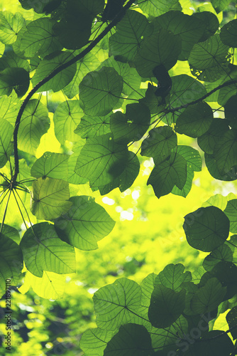 Green leaf, Rim Light