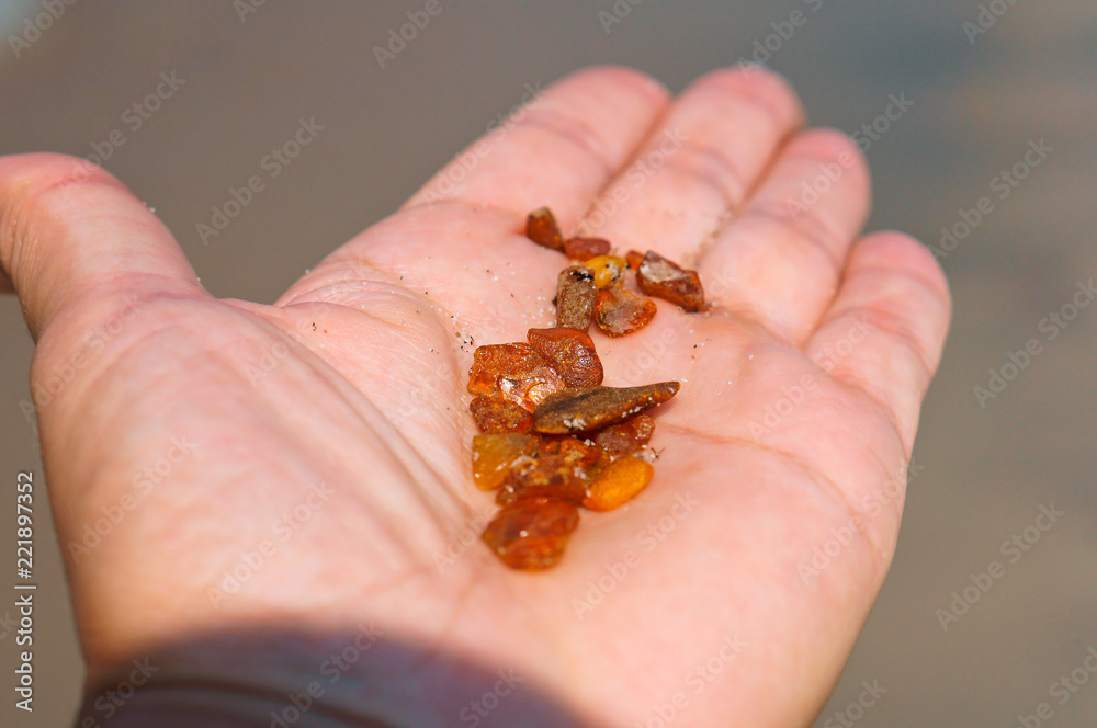 Fototapeta premium Stones of amber of the Baltic sea. Amber on a palm.