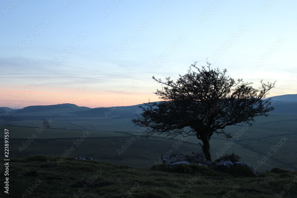 Shadows on the tree