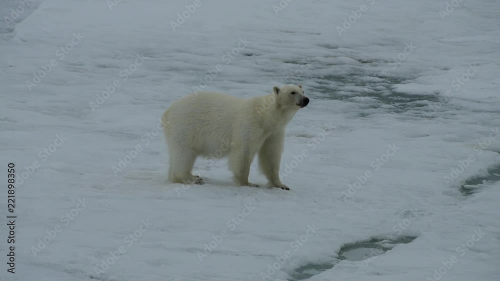 Polar bear walking in an arctic. Polar bear walking in an arctic.