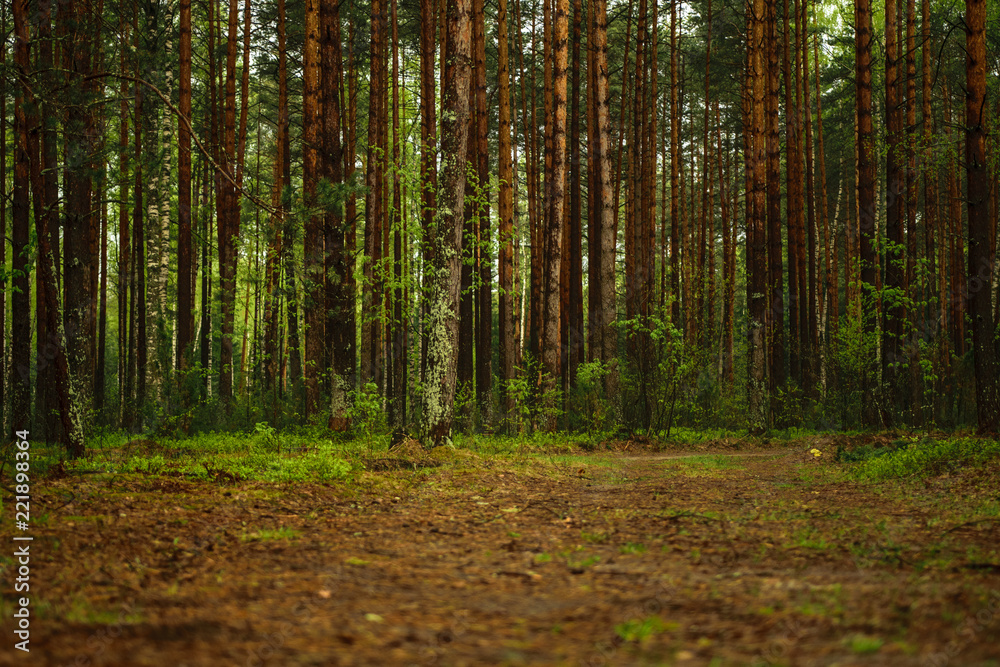 Path in the forest Path in the forest