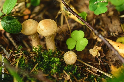 Agaric honey in the forest photo