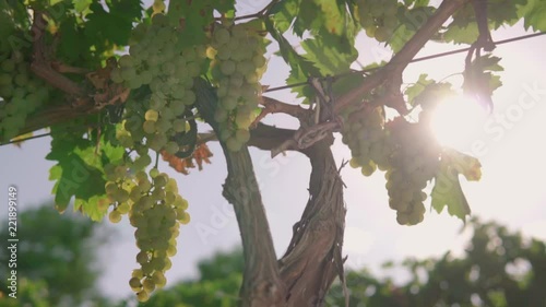 A bunch of grapes, white grapes on a vine.Ripe Grapes On The Vine For Making White Wine