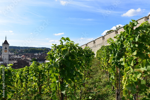 Munot-Rebberg Schaffhausen  photo