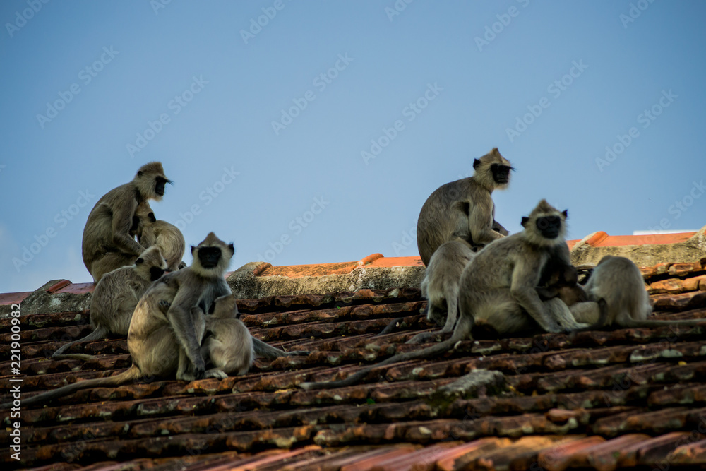 monkey fa monkey fa
