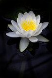 White big lotus as Nymphaeaceae, water lily in the water.