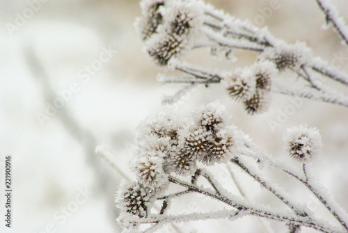Snow on plants © Siim