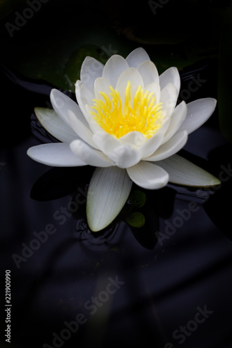 White big lotus as Nymphaeaceae, water lily in the water.