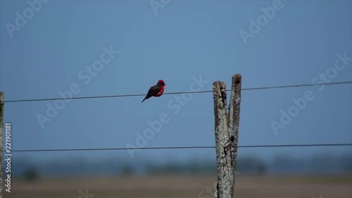 Red bird on wiring