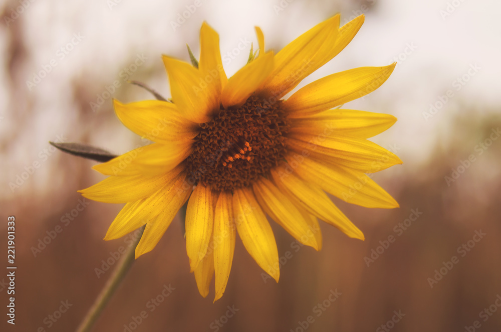 The last sunflower, a solitary yellow flower on the autumn withered field The last sunflower, a solitary yellow flower on the autumn withered field