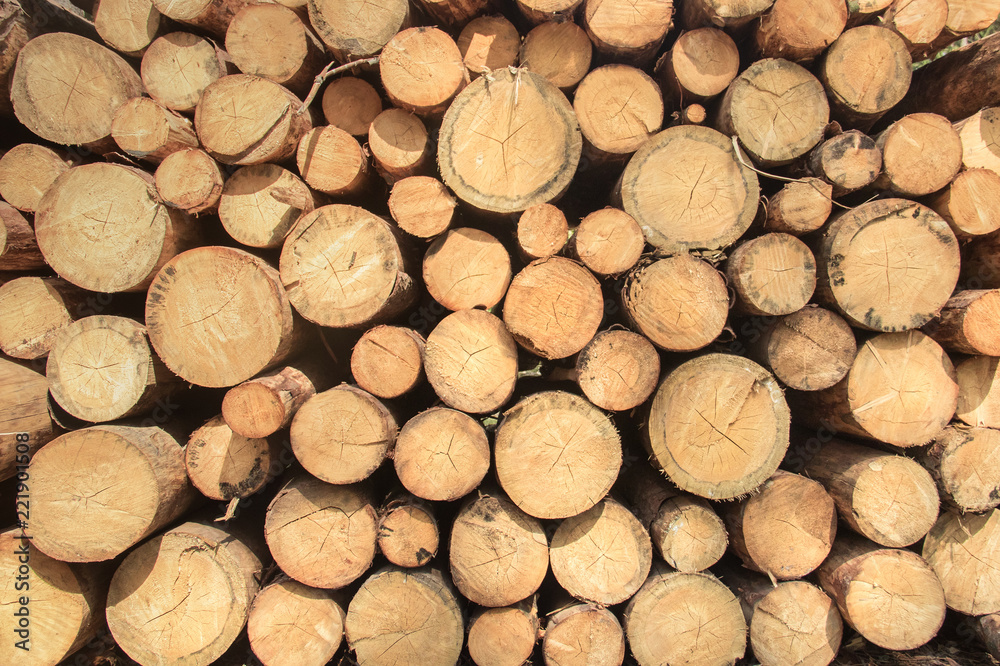Felled trees and wooden logs for fuel wood in forest Felled trees and wooden logs for fuel wood in forest