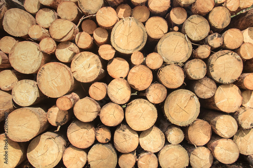 Felled trees and wooden logs for fuel wood in forest
