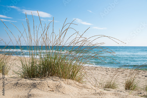 Grass on the sandy beach