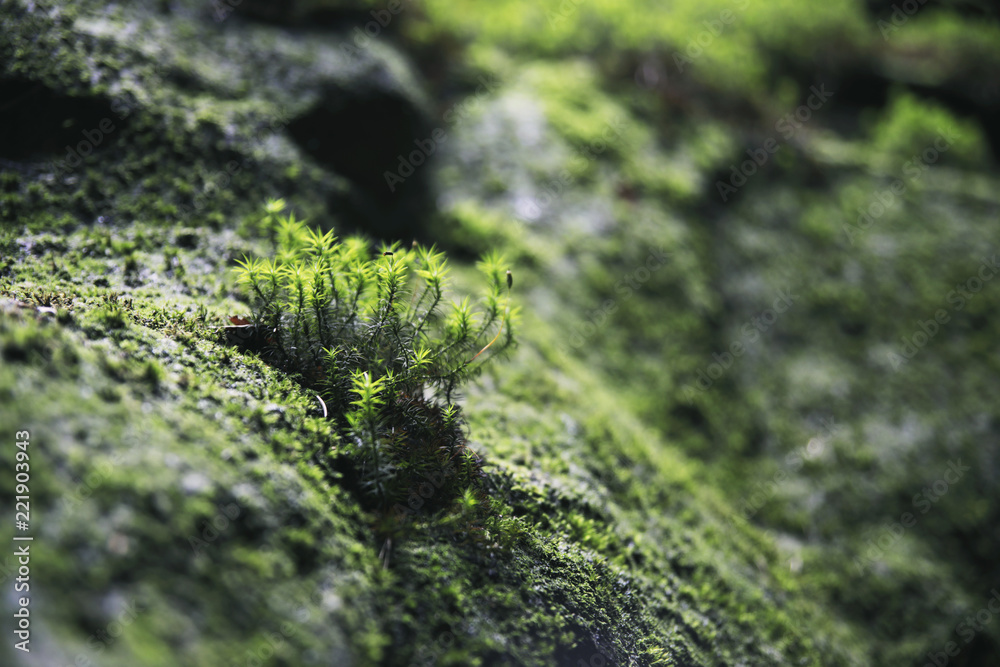 Close up of freshness green moss growing covered on stone in pine forest park. Close up of freshness green moss growing covered on stone in pine forest park.