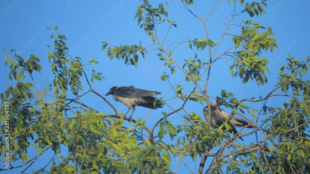 flock of birds ravens in the summer sits on a tree. a flock of crows. A black bird. green tree. birds crows in the sky lifestyle silhouette. crows birds on the tree concept