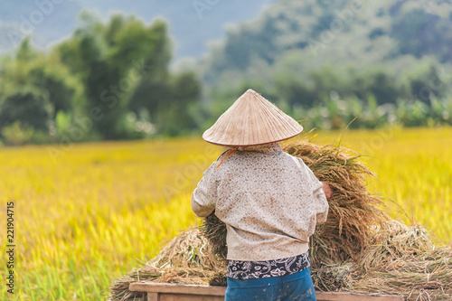 Woman working in the rice fields near Lac Village, Mai Chau valley, Vietnam. Beautiful fall afternoon during harvest time. Cultivated cereal grain growing in flooded fields.