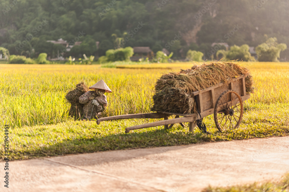 Obraz premium Woman working in the rice fields near Lac Village, Mai Chau valley, Vietnam. Beautiful fall afternoon during harvest time, wooden cart in the foreground.