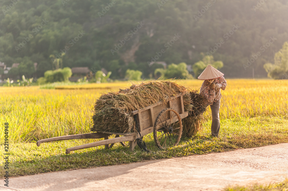 Obraz premium Woman working in the rice fields near Lac Village, Mai Chau valley, Vietnam. Beautiful fall afternoon during harvest time, wooden cart in the foreground.