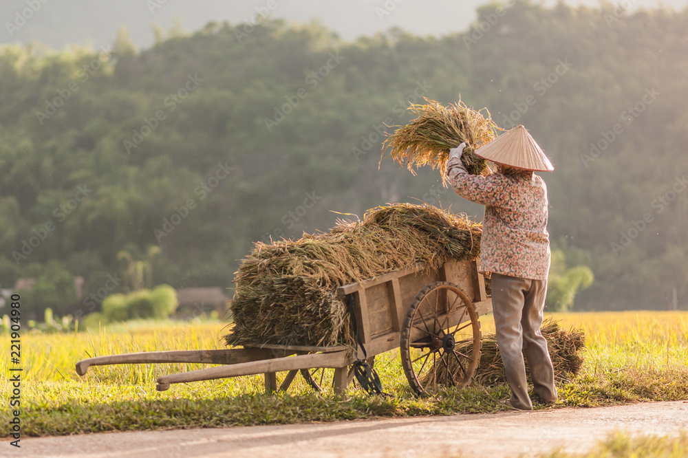 Obraz premium Woman working in the rice fields near Lac Village, Mai Chau valley, Vietnam. Beautiful fall afternoon during harvest time, wooden cart in the foreground.