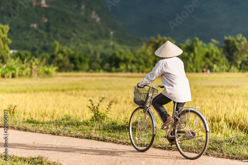 Woman in a rice hat riding a bicycle in a ricefield near Lac Village, Mai Chau valley, Vietnam. Beautiful fall sunset during harvest time.