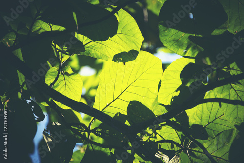 Green leaf, Rim Light