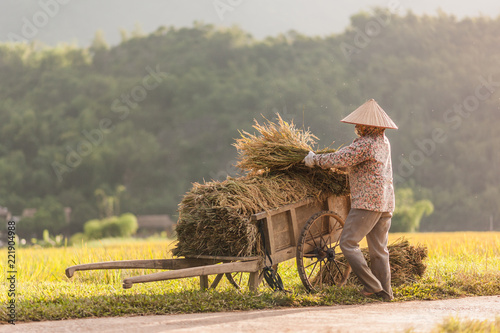Woman working in the rice fields near Lac Village, Mai Chau valley, Vietnam. Beautiful fall afternoon during harvest time, wooden cart in the foreground.
