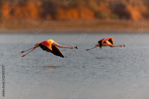 Flamingos in Ansenuza National Park, Cordoba, Argentina