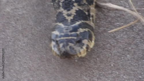 Snake regurgitating a frog