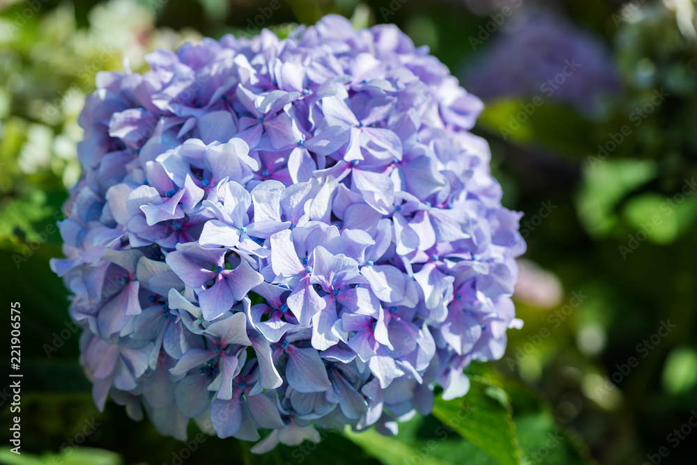 Green and Blue Hydrangea Flowers in the Summer Garden Green and Blue Hydrangea Flowers in the Summer Garden