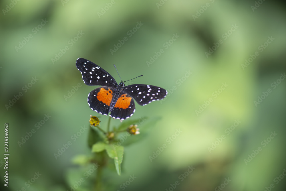 Mariposa Parche Janais Nymphalidae Mariposa Parche Janais Nymphalidae