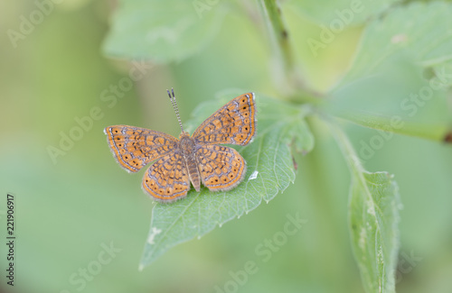 Mariposa Metálica perditalis riodinidae