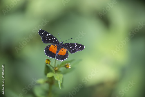 Mariposa Parche Janais Nymphalidae © Brigido