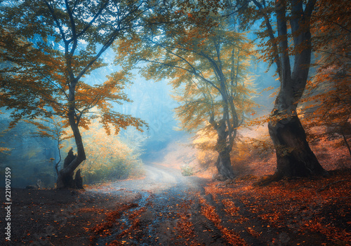 Autumn forest with dirty road in fog. Colorful landscape with beautiful enchanted trees with orange and red leaves on the branches and trail. Scenery with path in mystical foggy forest. Fall colors photo