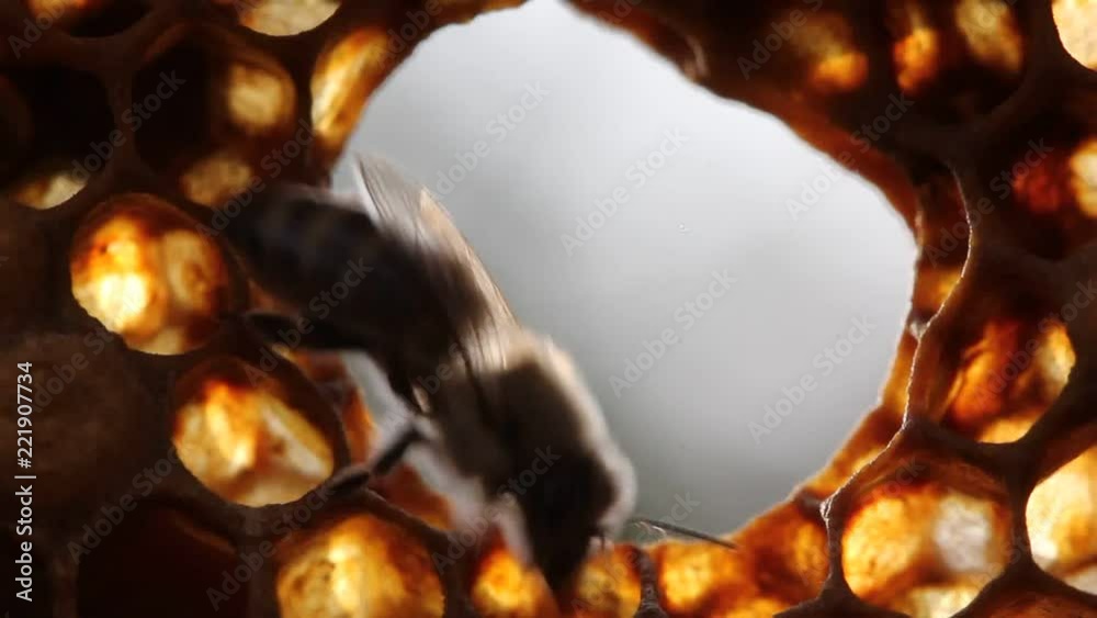Work of bees inside hive.
Movement bees on a honeycomb. Work of bees inside hive.
Movement bees on a honeycomb.
