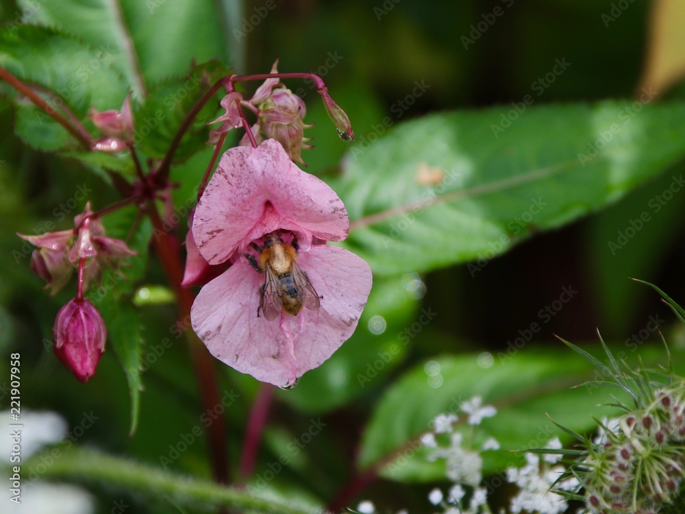 Bellflower with bee Bellflower with bee