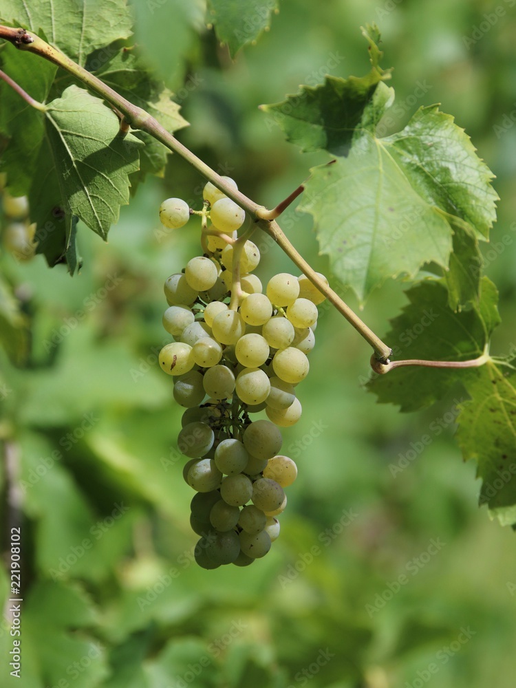 grapes for wine, agriculture