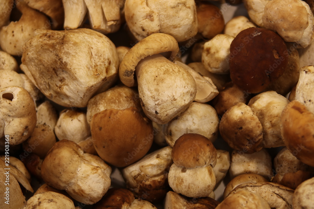 fresh mushroom on the market fresh mushroom on the market