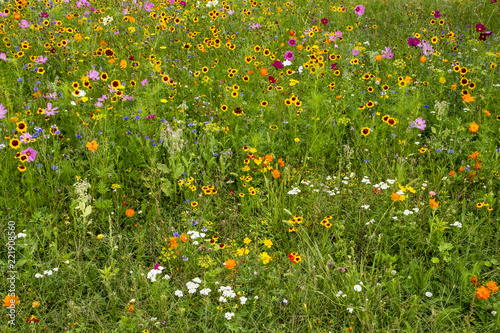 Summer meadow of multitude flowers. Variety of colorful rural wild flowers in grass. Blossom in countryside garden. Field of flowers. Idyll garden.