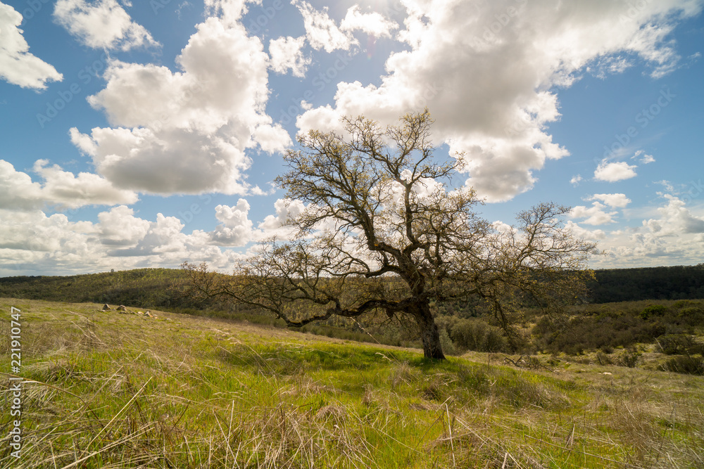 Tree in field under blue sky