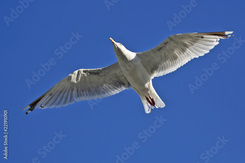 bird Seagull flying on blue background © photosaint