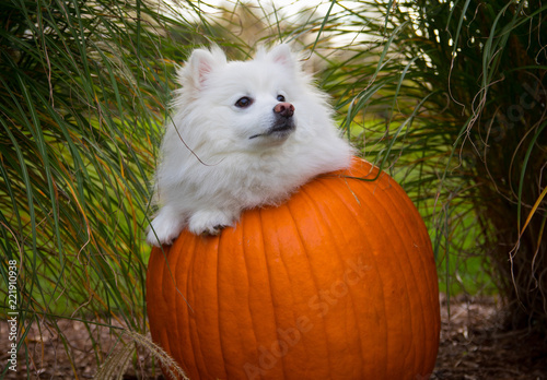 Puppy in a Pumpkin
