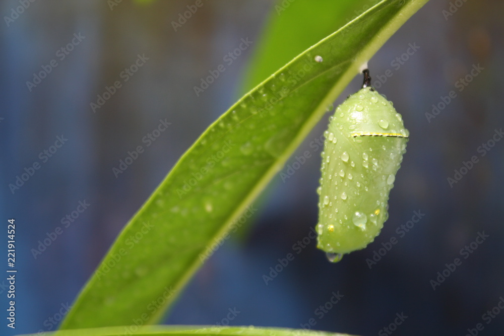 Fototapeta premium Chrysalis Monarch Butterfly Cocoon