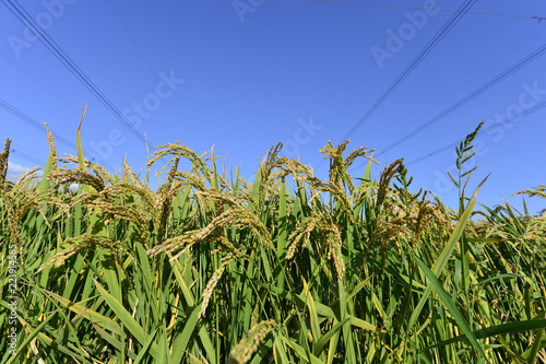 Mature rice in the field photo