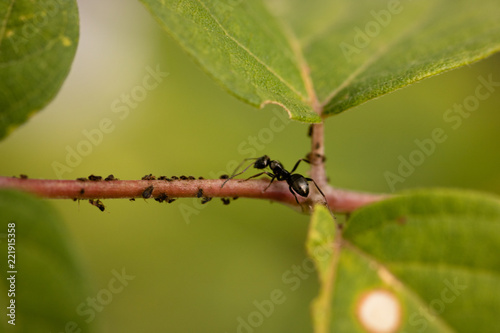 ant on a stem