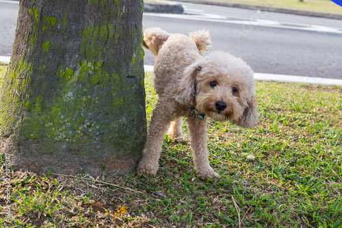 Fototapeta Male poodle urinating pee on tree trunk to mark territory