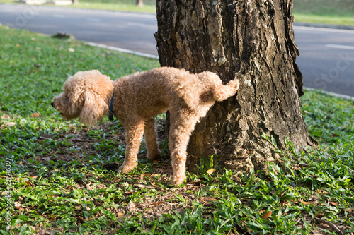 Tableau sur toile Male poodle urinating pee on tree trunk to mark territory