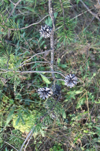 3 little pine cones