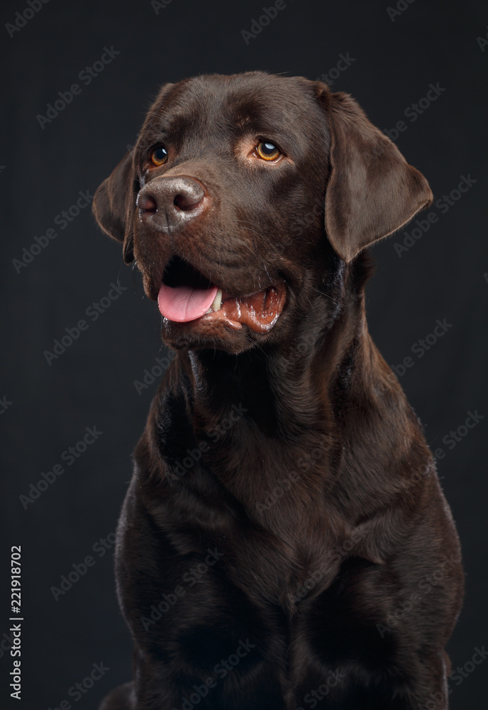 Labrador Dog on Isolated Black Background in studio