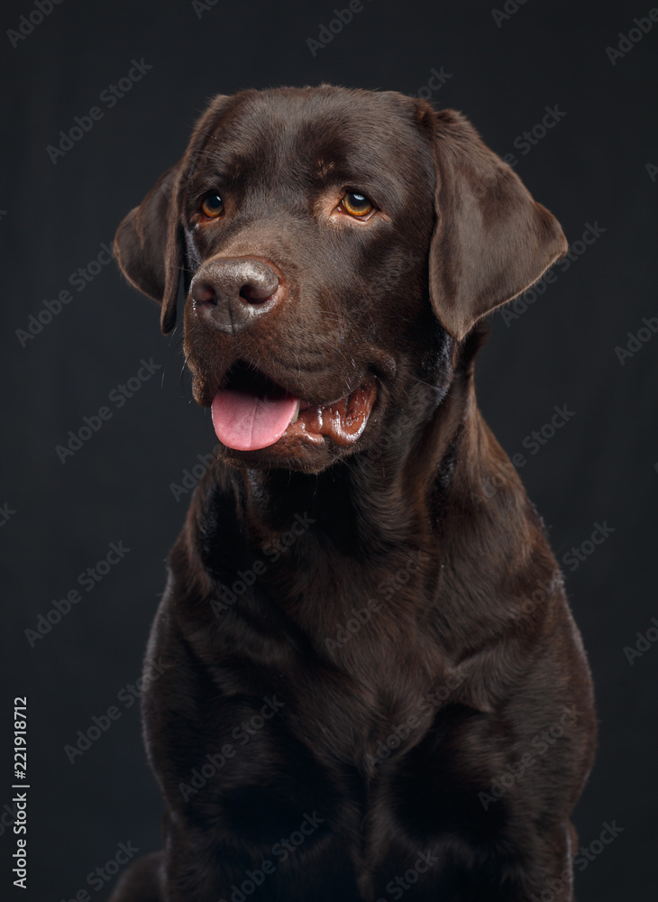 Labrador Dog on Isolated Black Background in studio