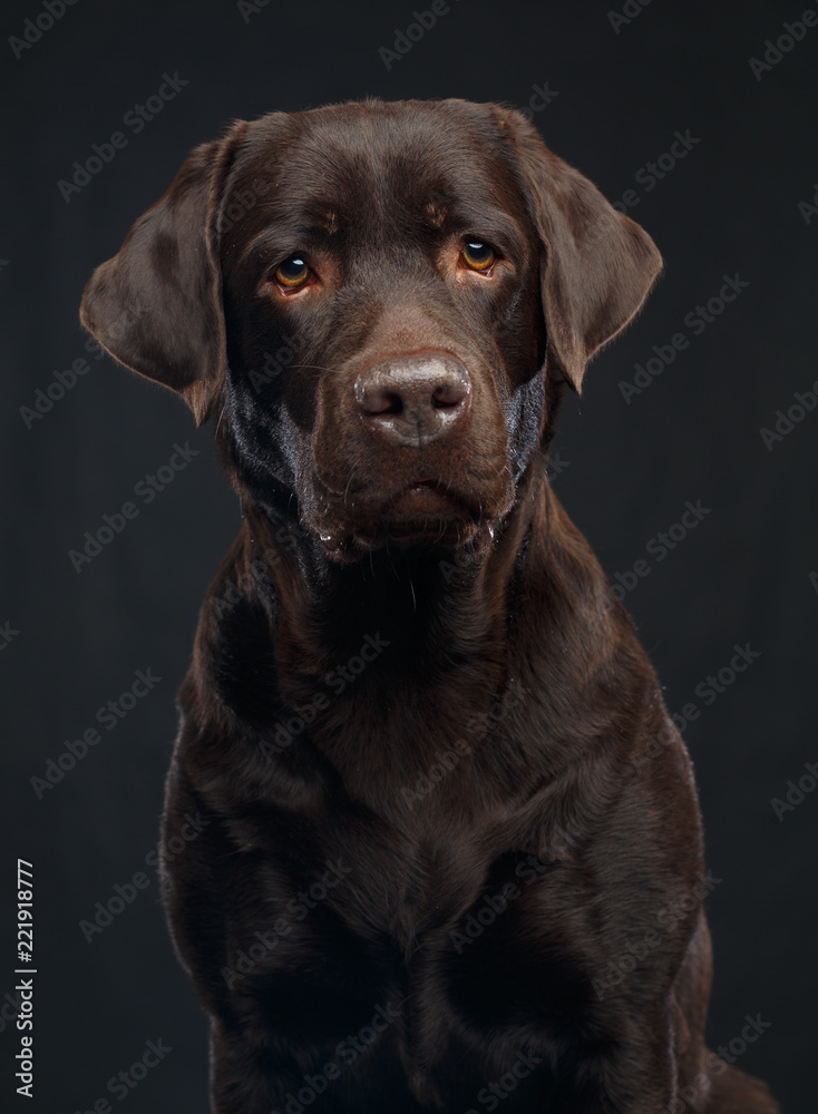 Labrador Dog on Isolated Black Background in studio